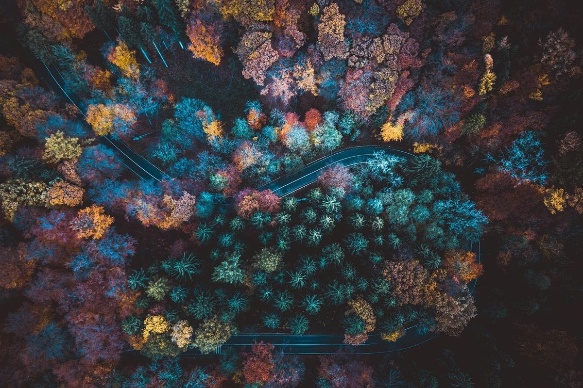 Drone view capturing a vibrant autumn forest with colorful foliage and a winding road.