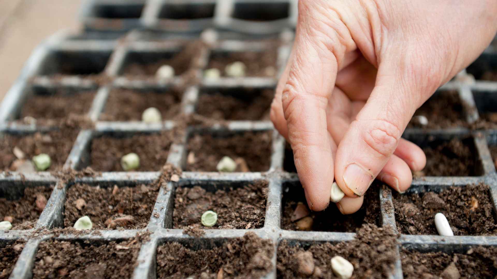 Seed Company for Anti-Counterfeiting and Traceability with VDP implementation