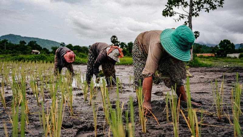 Understanding Farmer Psychology Beyond Price