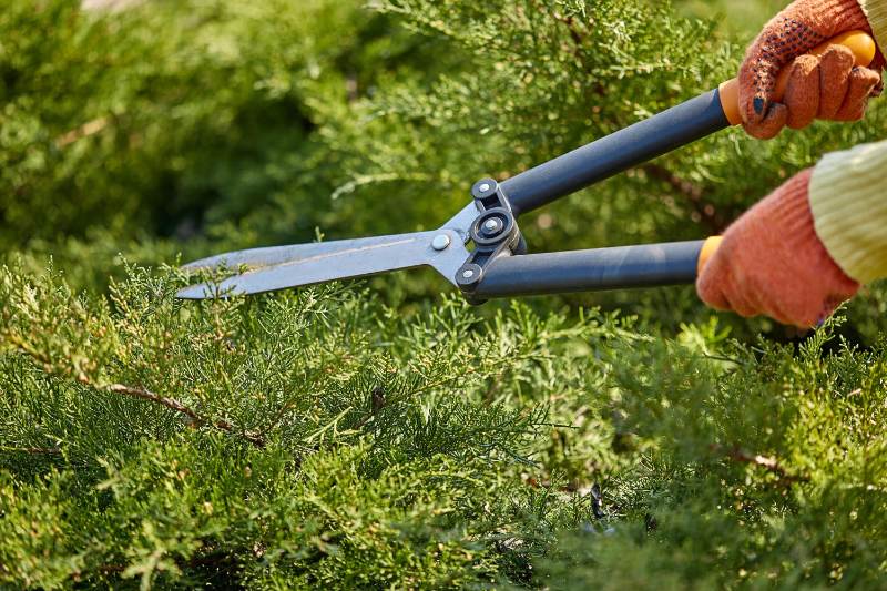 Lawn Care 101: Common Questions and Answers