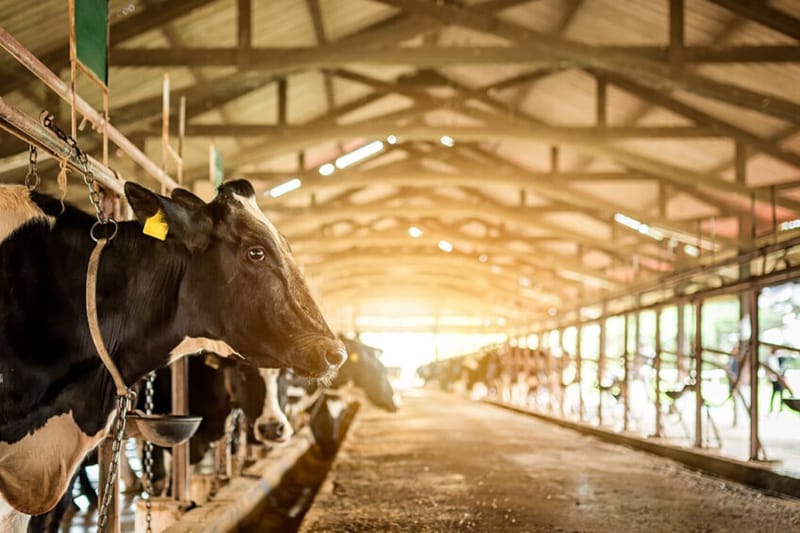 Dairy and Ice Cream Production with Advanced Water Treatment Solutions