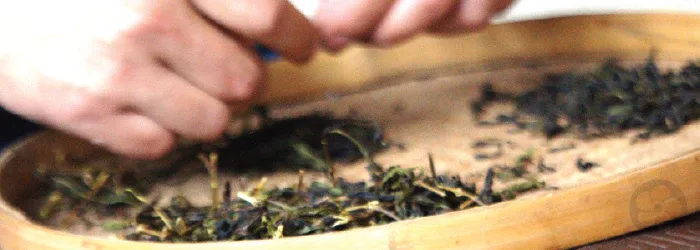 Sustainable Practices in Tea Processing: A Focus on Wastewater Treatment