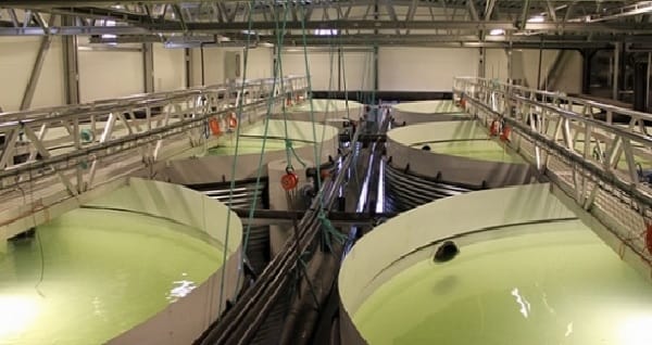 Revolutionizing Resource Management: Wastewater Treatment and Reuse in the Beverage Industry