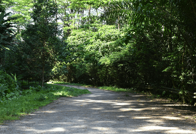 Road Trip Ready: 11 Scenic Drives and Chill Spots in Singapore