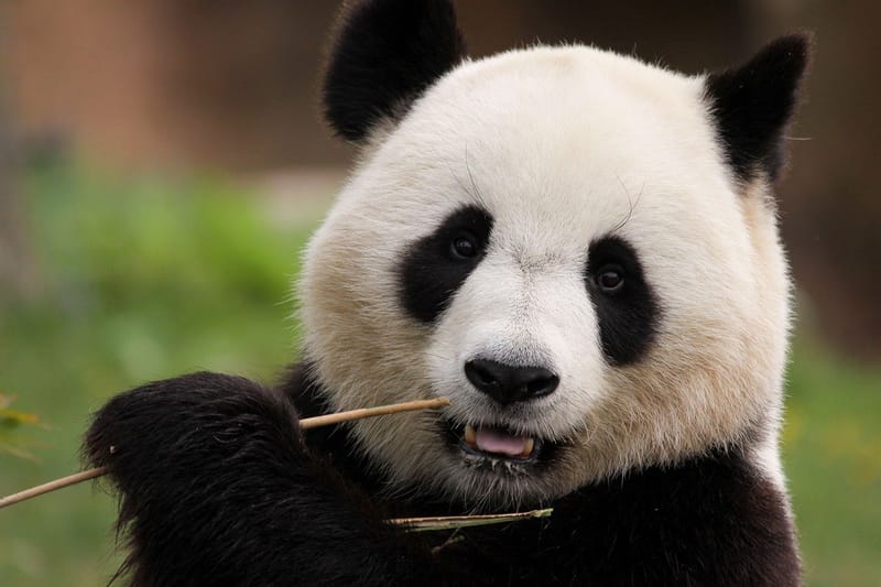 Family-Friendly Fun: Top Activities at Singapore Zoo for All
