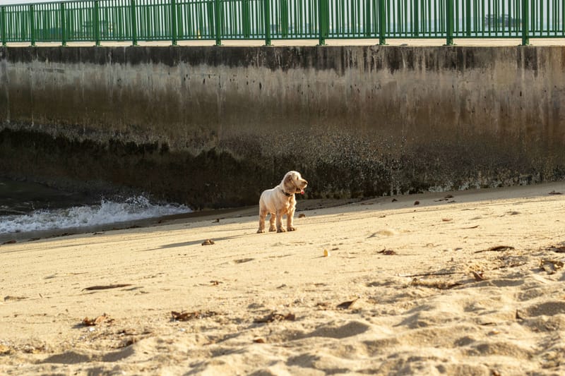 Pawsome Adventures: Discover the Best Dog Friendly Places in Singapore