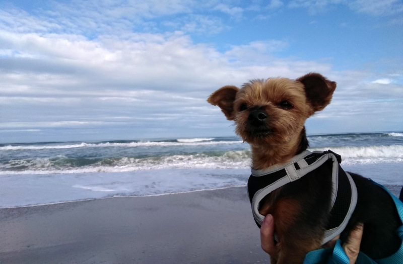 A Yorkshire terrier being held up to look at the sea