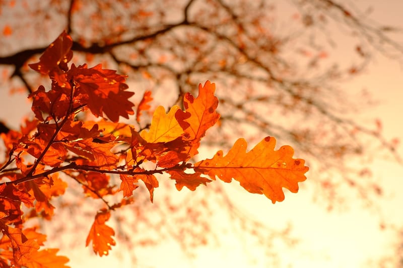 Top 5 Stunning Spots to Witness Autumn Leaves in Australia