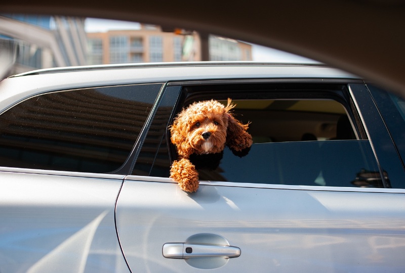 How to make a road trip with your pet an enjoyable experience 