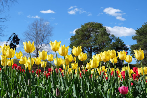 Labour day Australian Capital Territory - Spring Celebration