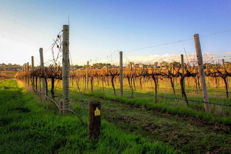 Explore South Australia’s Wine Regions: Best Wineries Near Adelaide
