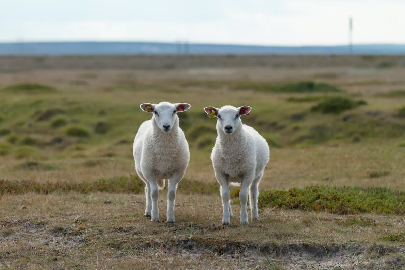 SSE #008: How to copy your competition's website the right way