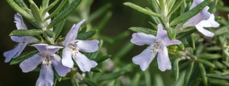 Blue Gem flowers also known as westringia fruticosa, are a full sun plant in Australia