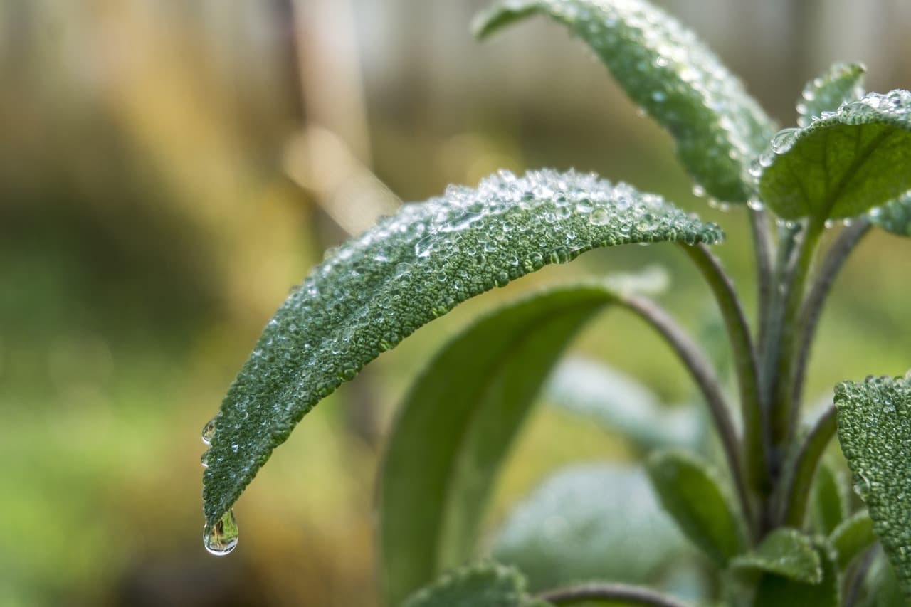 How AI Gardening Tools Can Improve Plant Care and Growth