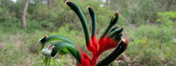 Kangaroo paws Australia are a full sun plant and an iconic Australian flower