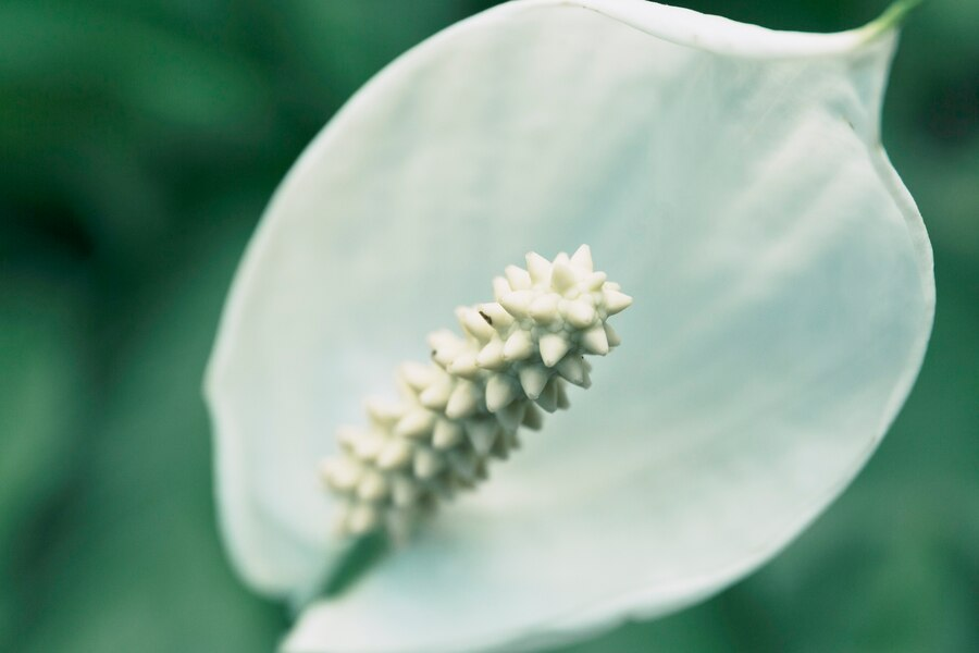 Top 5 Best Plant Care Apps To Keep Your Plant Babies Alive