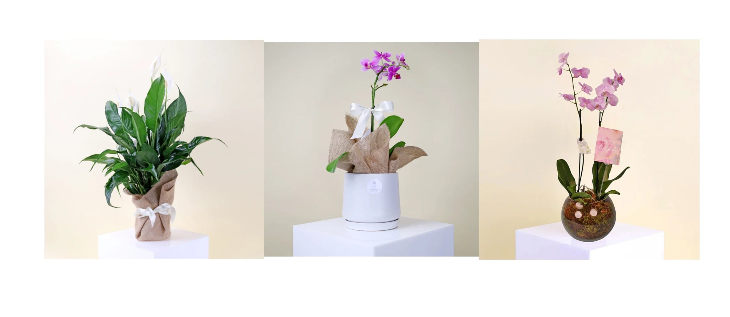 The Complete Guide to Plant Delivery Brisbane Services
