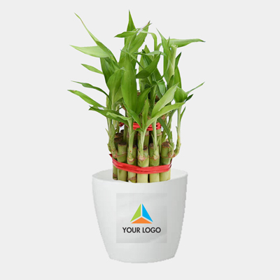 Lucky bamboo plant