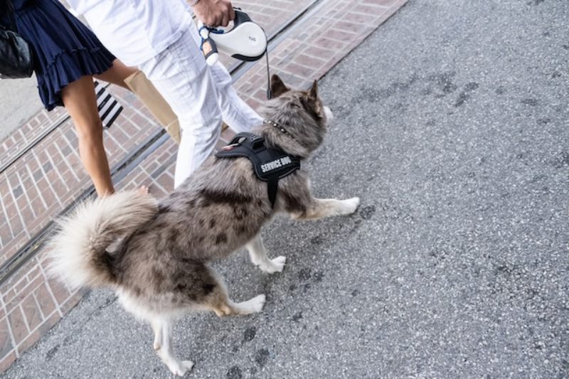 How can dog trainers stay updated with modern training techniques?