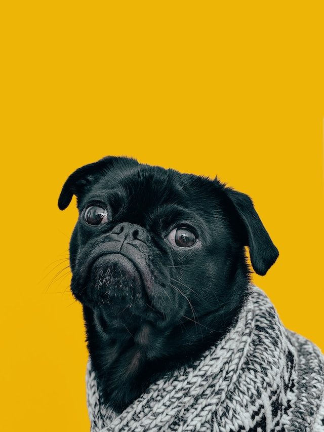 Why is customer feedback crucial for pet grooming businesses?