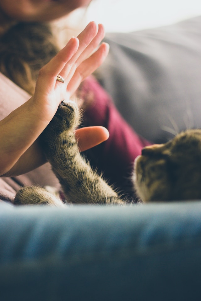 How can you effectively market your animal care services for success?
