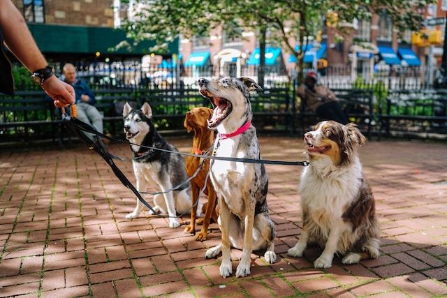 What are the key considerations when setting up a pet boarding facility?