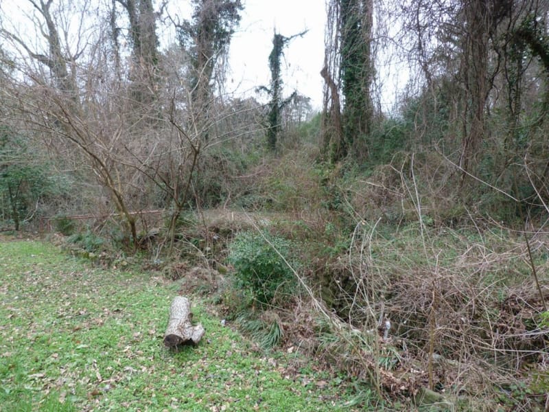 backyard2
