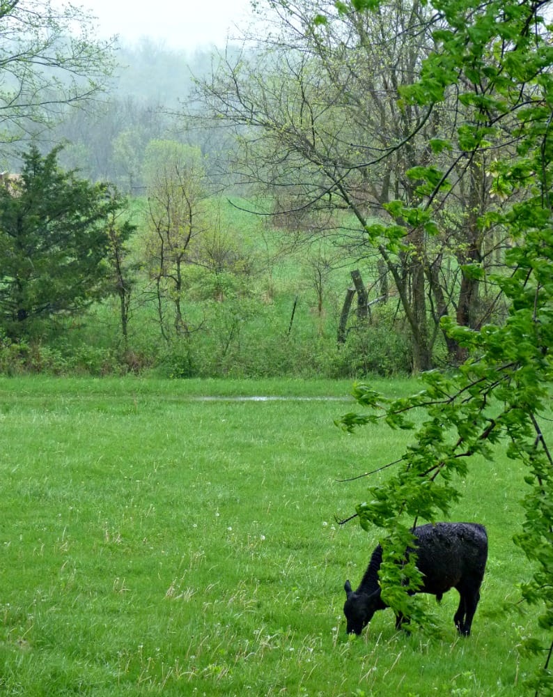 cowbackground