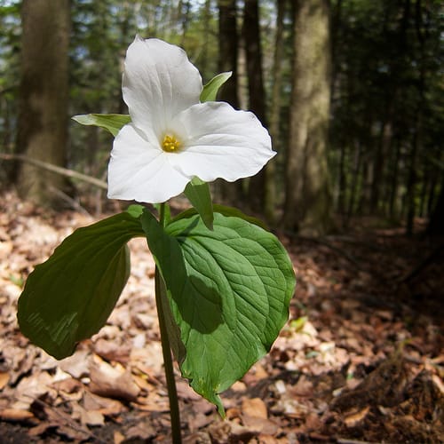 The trillium, Ontario's provincial flower.