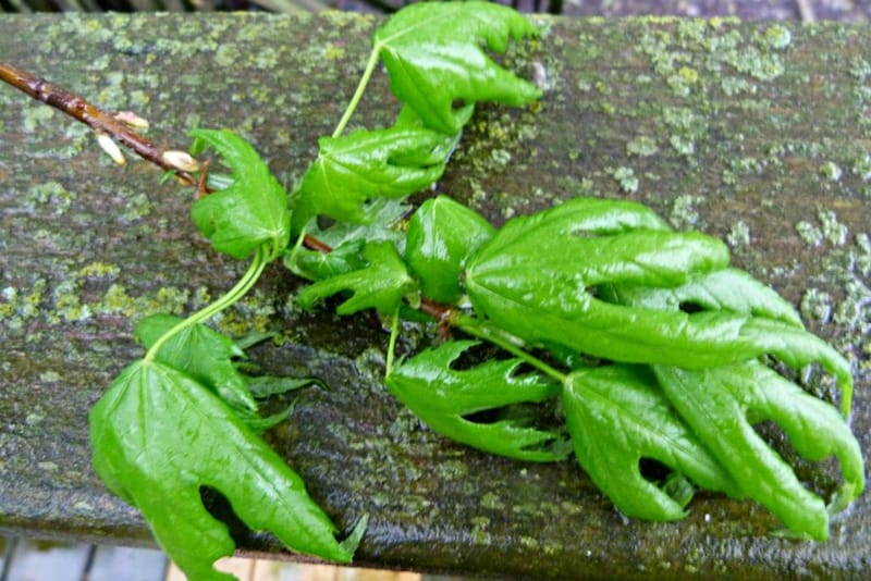 wetleaves