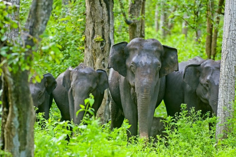 Kabini Elephant