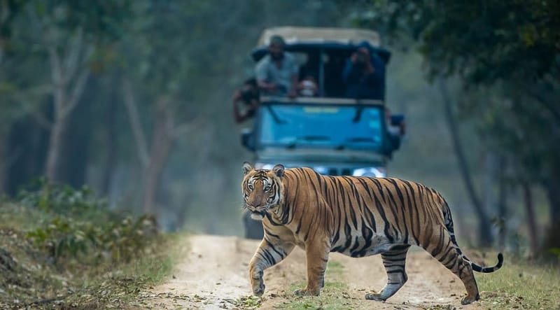 Tiger Sight Seeing Kabini