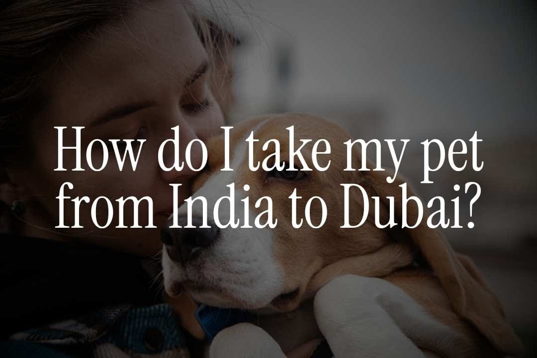 How do I take my pet from India to Dubai?