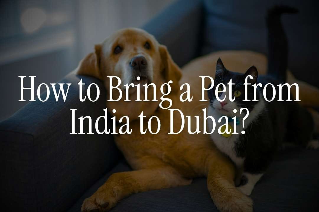 Pet Relocation Dubai: Steps for Moving Pets from India