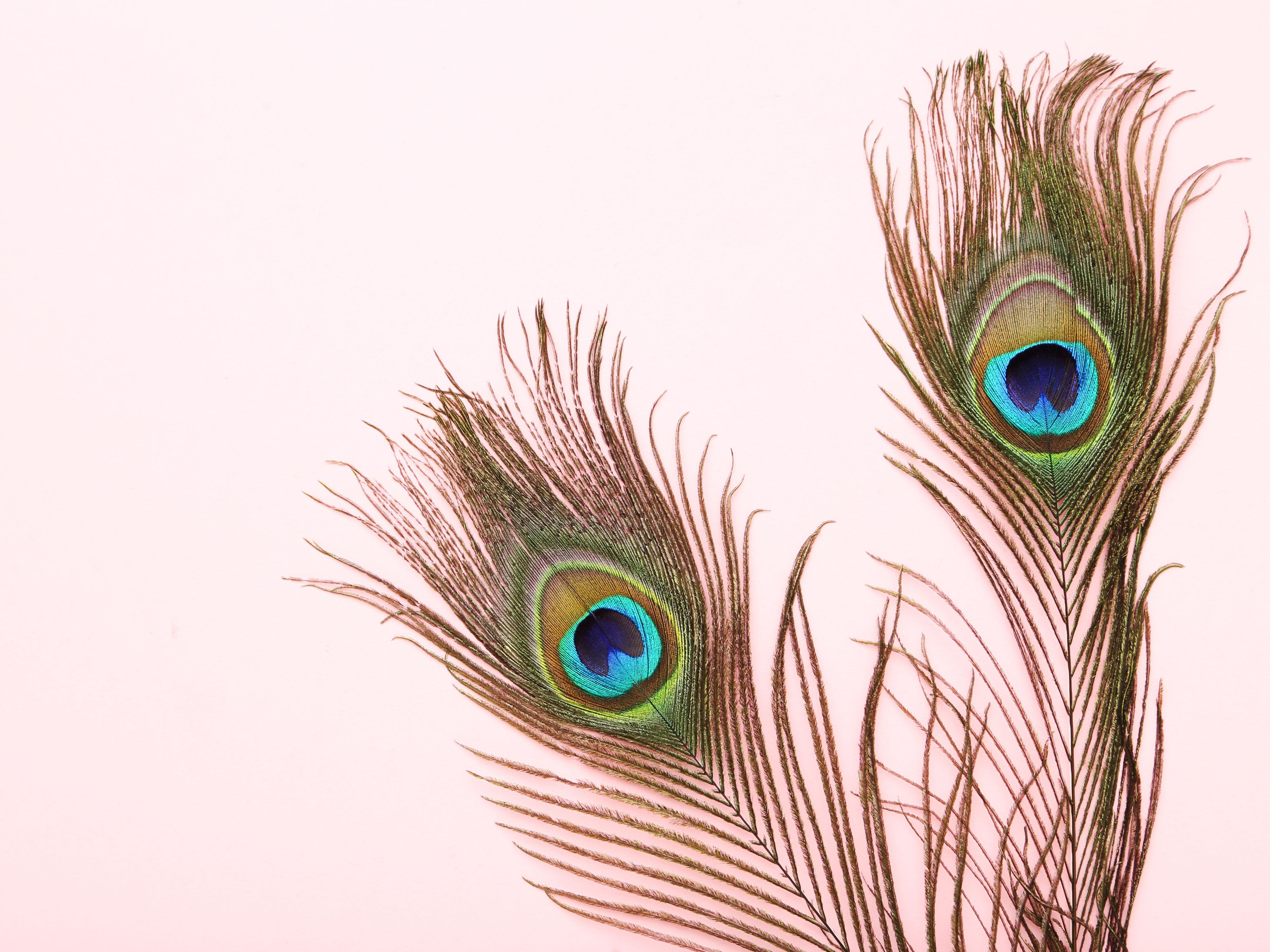 Two Peacock Feathers placed in a pot