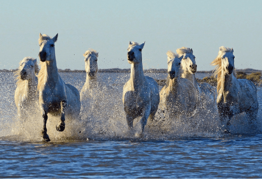 The Power of Seven Horses: Vastu Guide to Wealth and Positivity