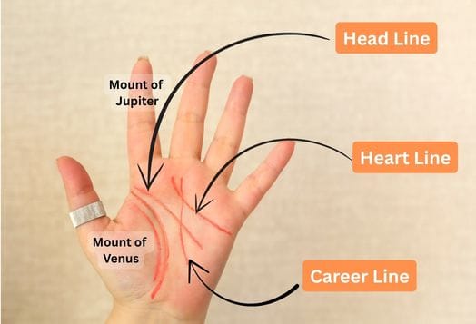 Palmistry lines and mounts