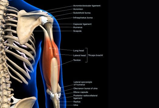 Human arm anatomy showing the triceps