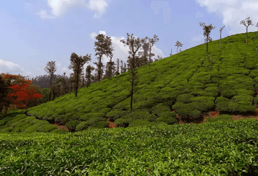 Mysore, "The Royal Heritage City," featuring a lush tea plantation
