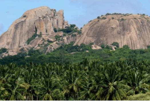 Large rocky hills towering over a dense palm tree forest in Ramanagara