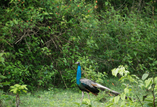 Peacock in lush greenery, Kabini wildlife