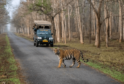 Tiger on road near safari vehicle, Kabini