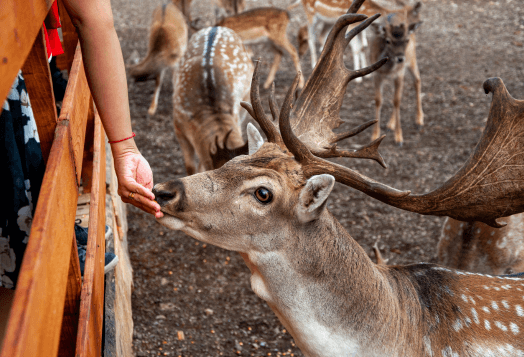 A person's hand feeding a deer with large antlers