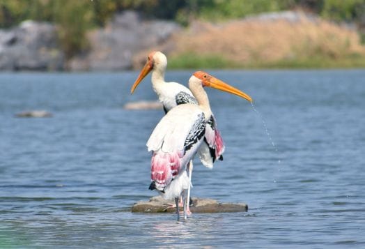 Kokkare Bellur Bird Sanctuary