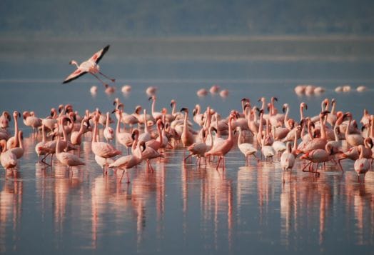 Magadi Lake