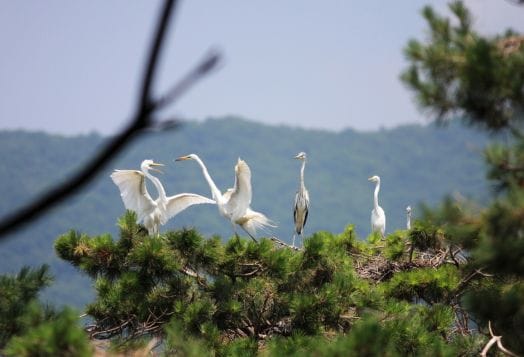 Gudavi Bird Sanctuary