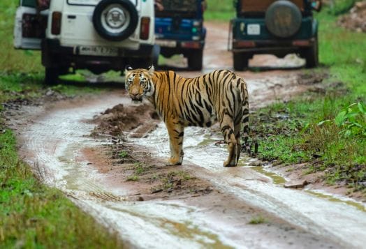 Bandipur National Park