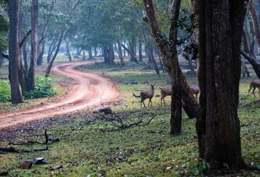 Bhadra Wildlife Sanctuary