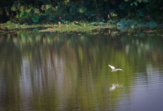 Cauvery Wildlife Sanctuary