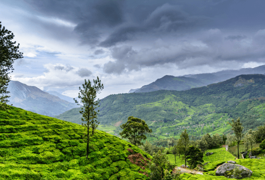 A beautiful, lush green tea plantation with mountains in the background under a cloudy sky